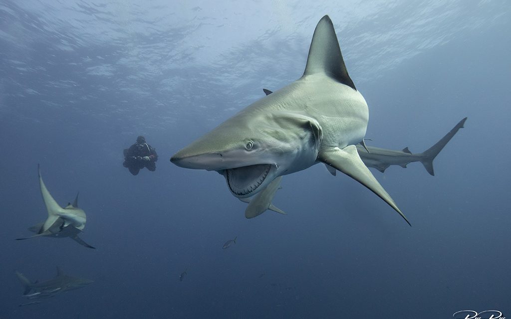 Südafrika Aliwal Shoal Unlimited – Top Angebot