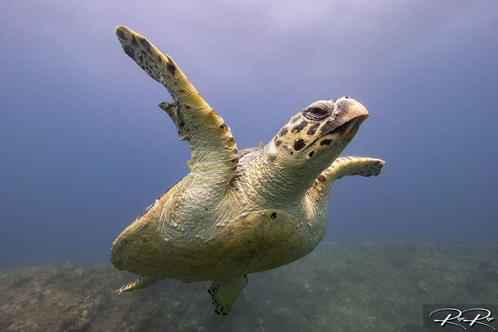 22 blue ocean dive center umkomaas südafrika