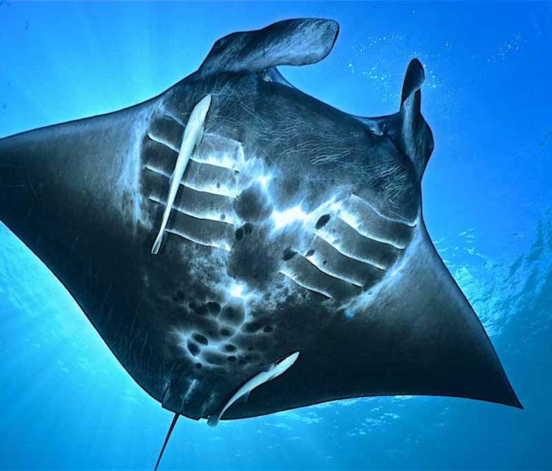 Agusta Eco Resort Tauchbasis