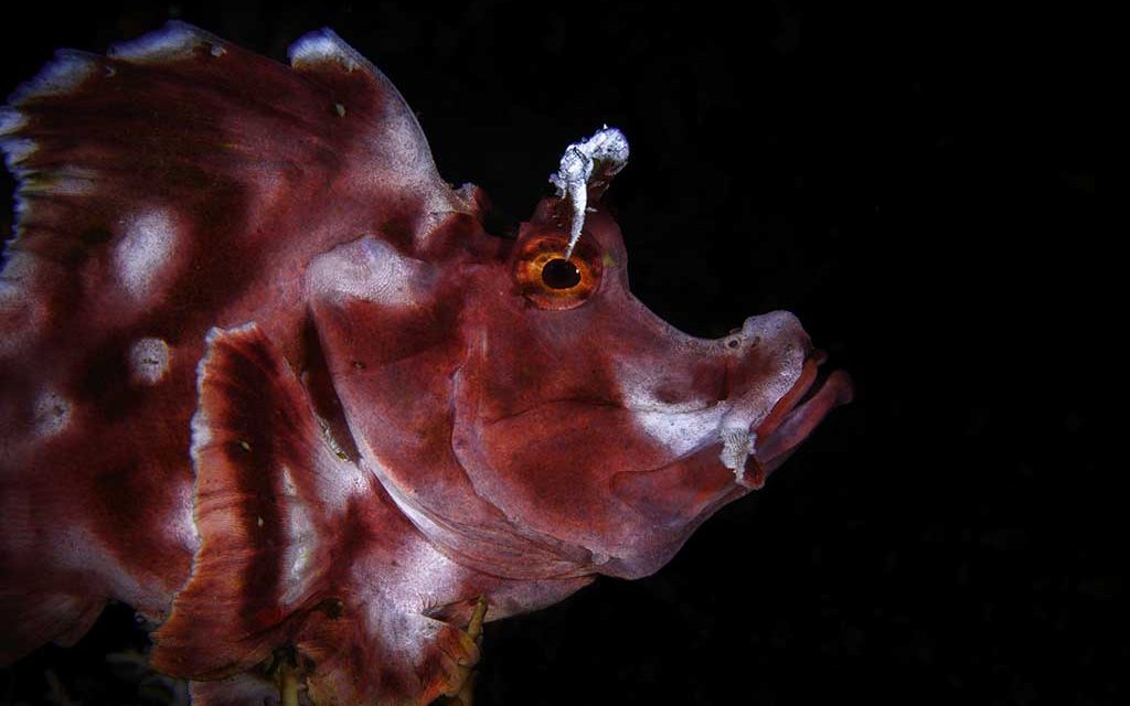 Alor Tanapi Dive Resort – Frühbücherrabatt 2026!