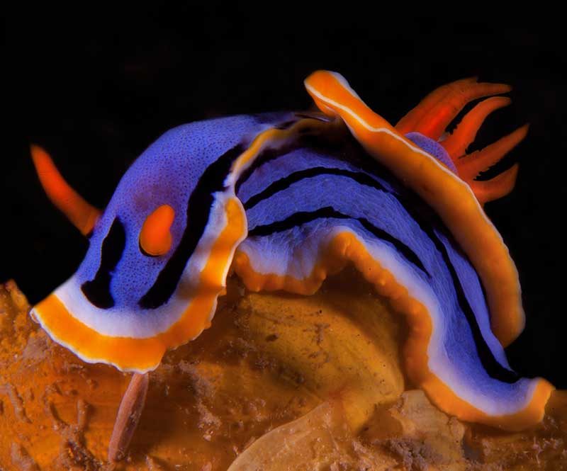 Asia Divers - Puerto Galera