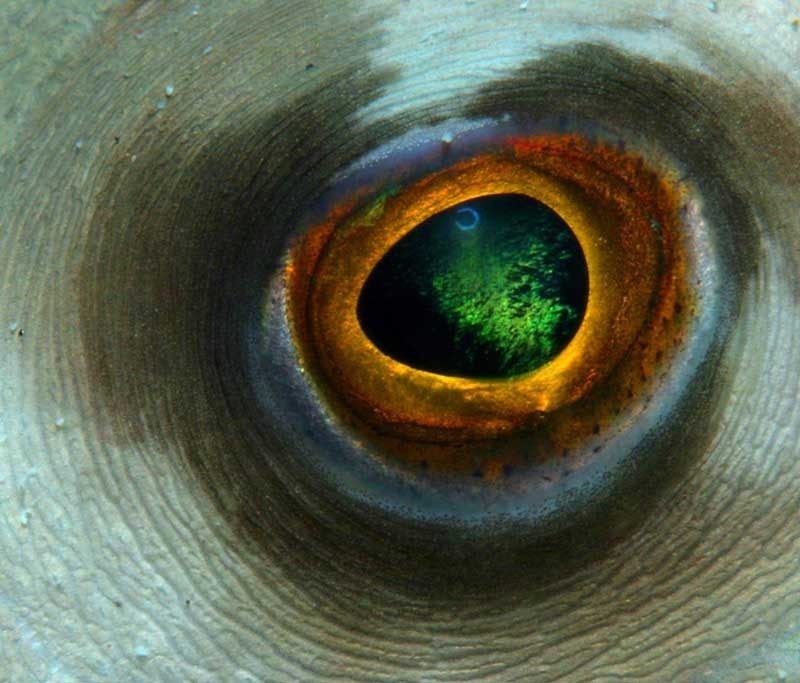 Atlantis Dive Center - Dumaguete