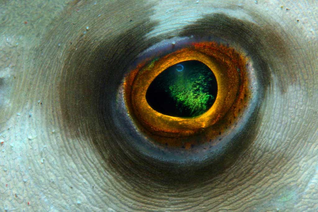 Atlantis Dive Center - Dumaguete