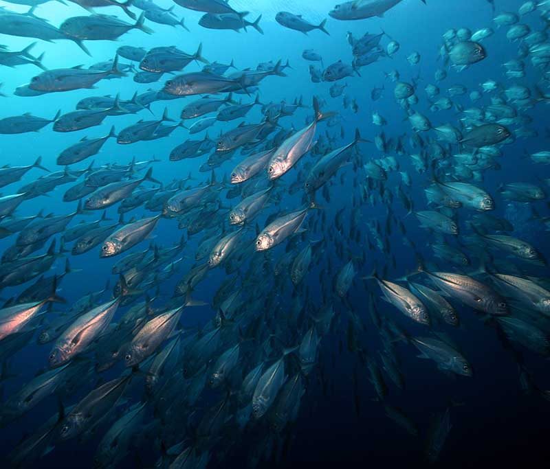 Atlantis Tauchbasis - Puerto Galera