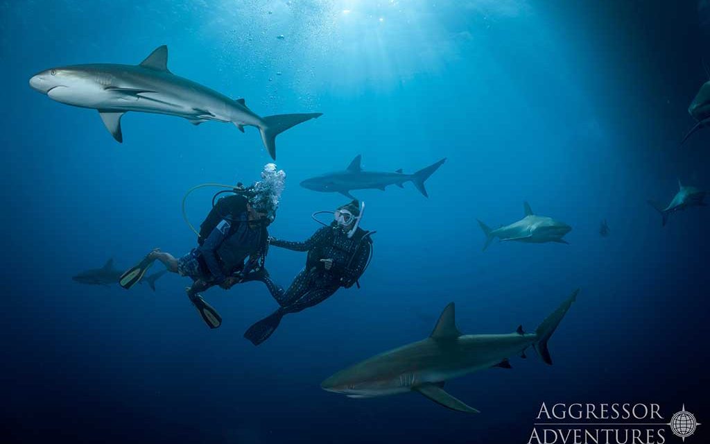 Bahamas Aggressor II