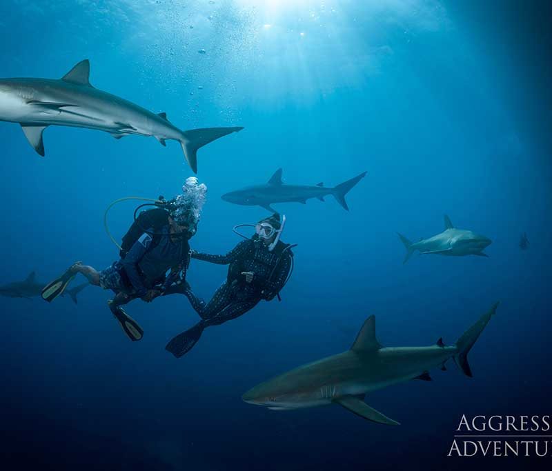 Bahamas Aggressor II