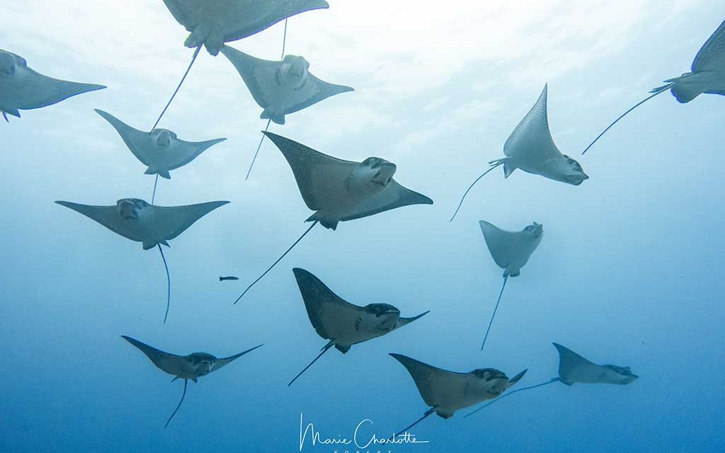 Bora Dive Center – (by Eleuthera)