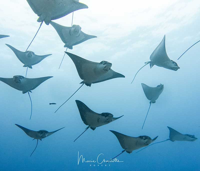 Bora Dive Center - (by Eleuthera)