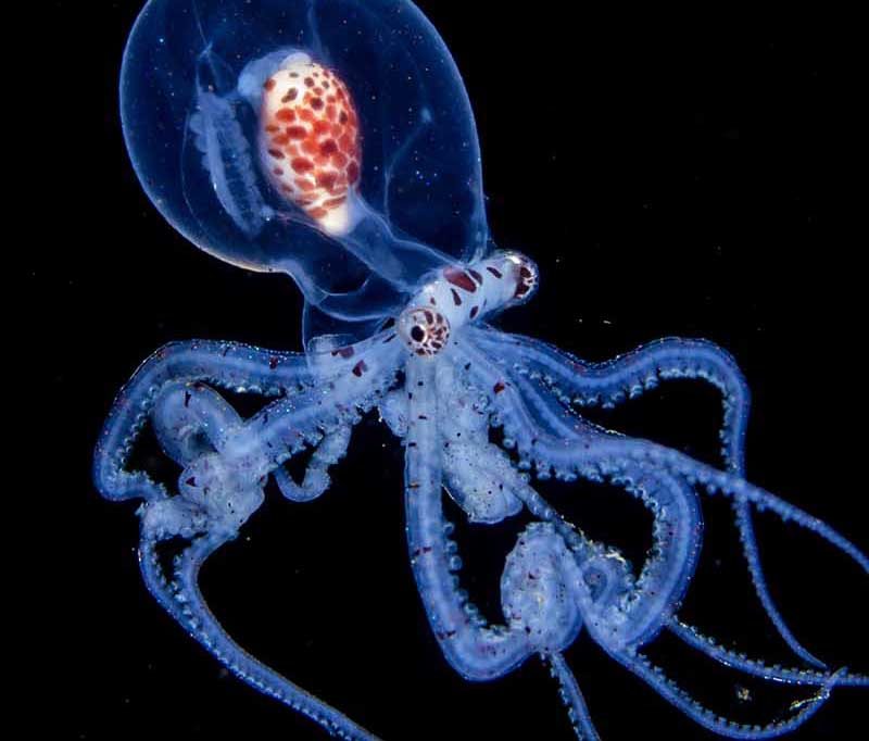 Buceo Anilao Dive Center