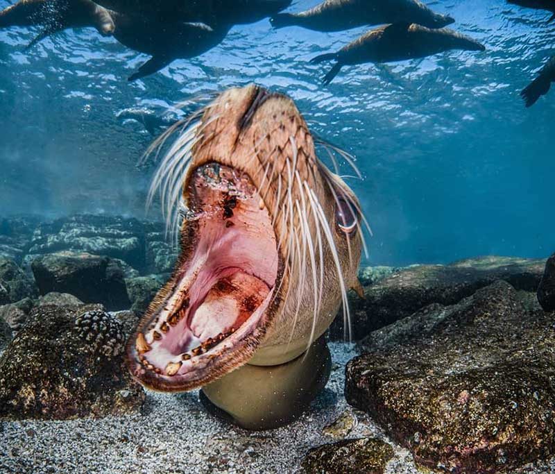 Buceo Carey Tauchcenter