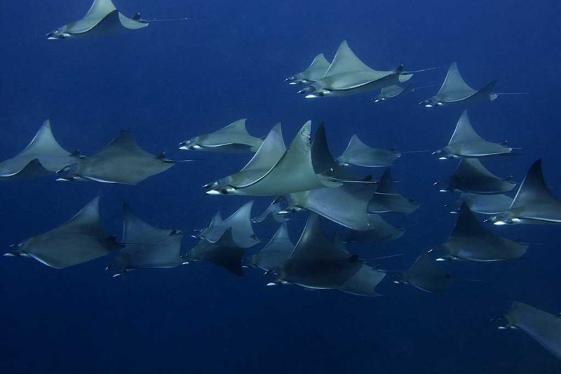 Cano Divers