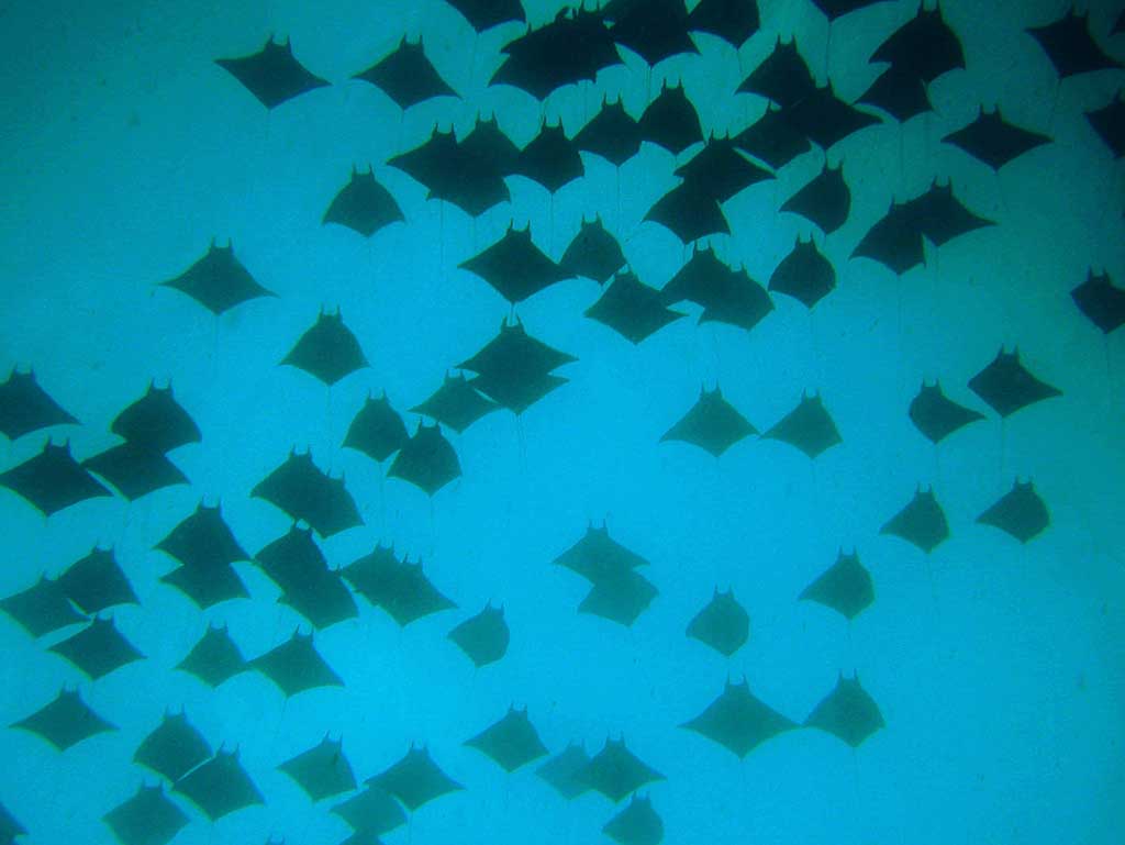 Tauchreisen 2026 Costa Rica mit Deep Blue Diving