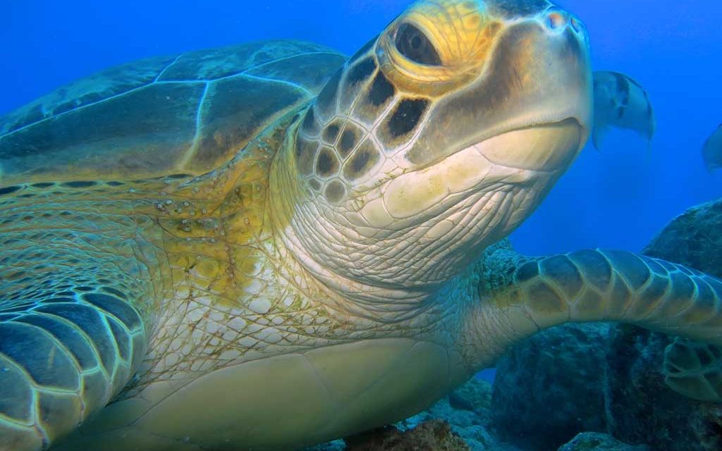 Diving World Mauritius