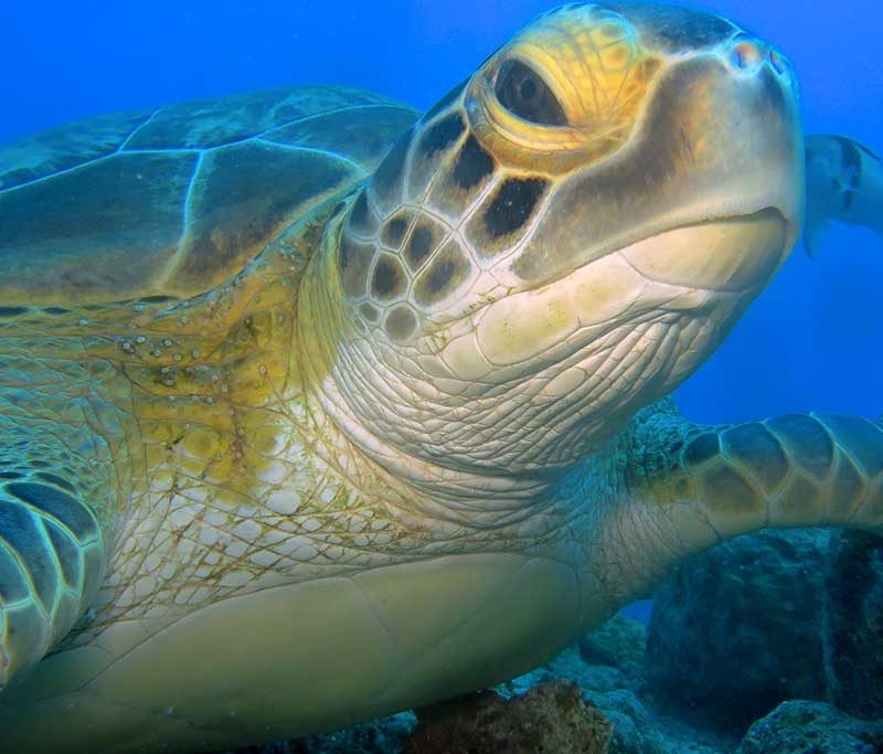 Diving World Mauritius