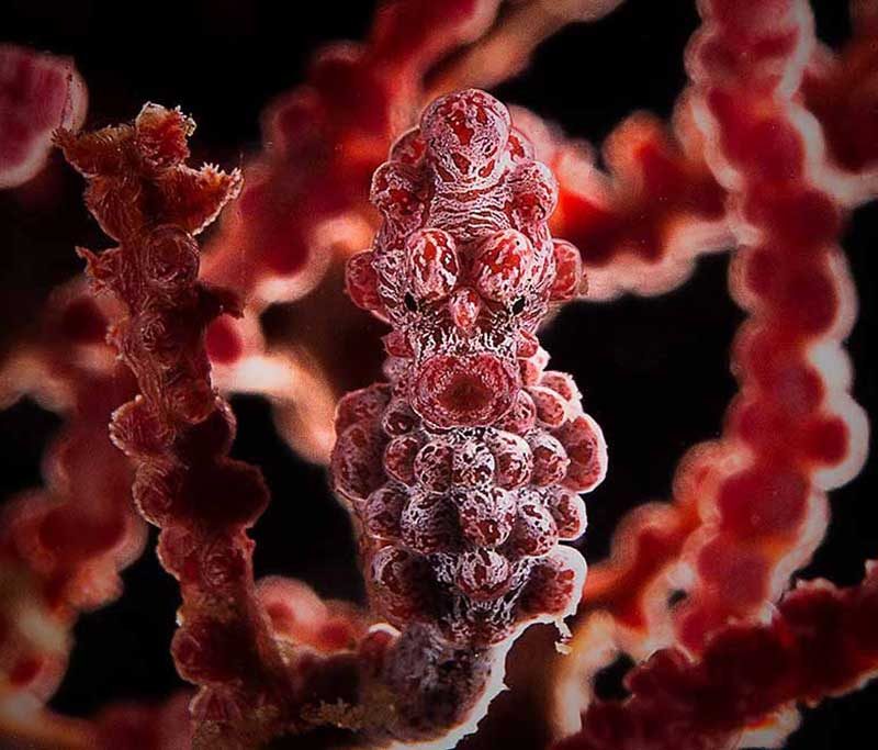 D'Lagoon Dive Centre