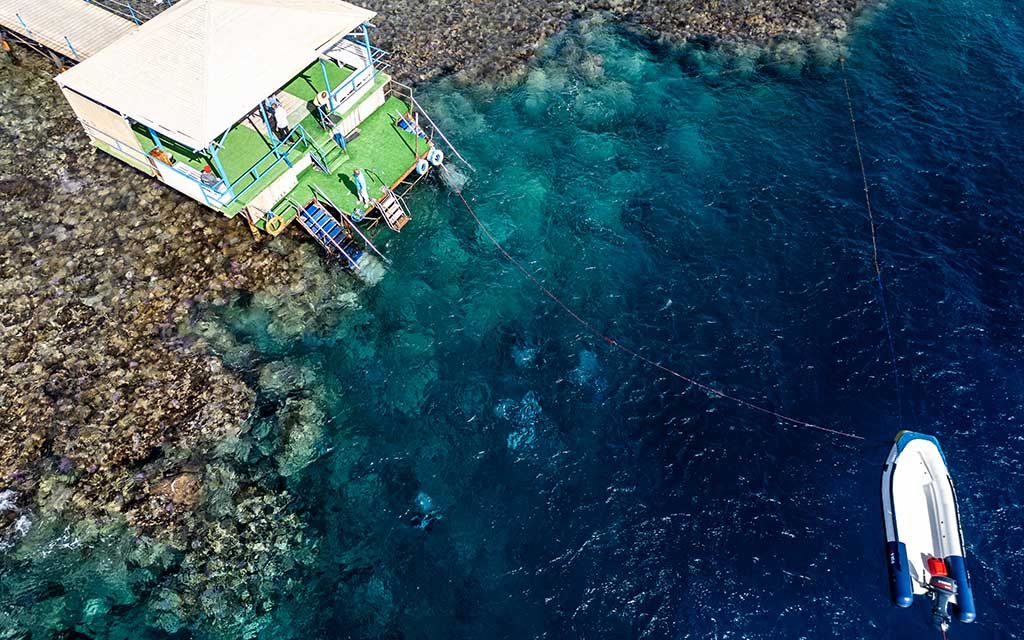 Ducks Diving Quesier