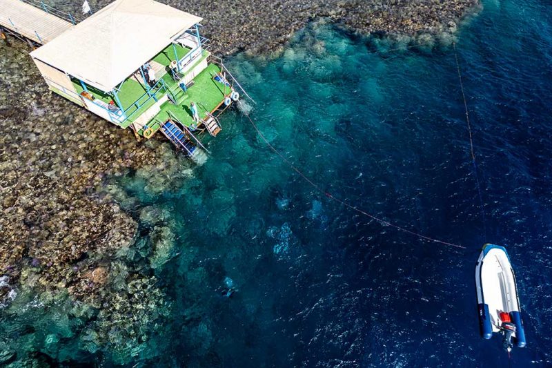 Ducks Diving Quesier