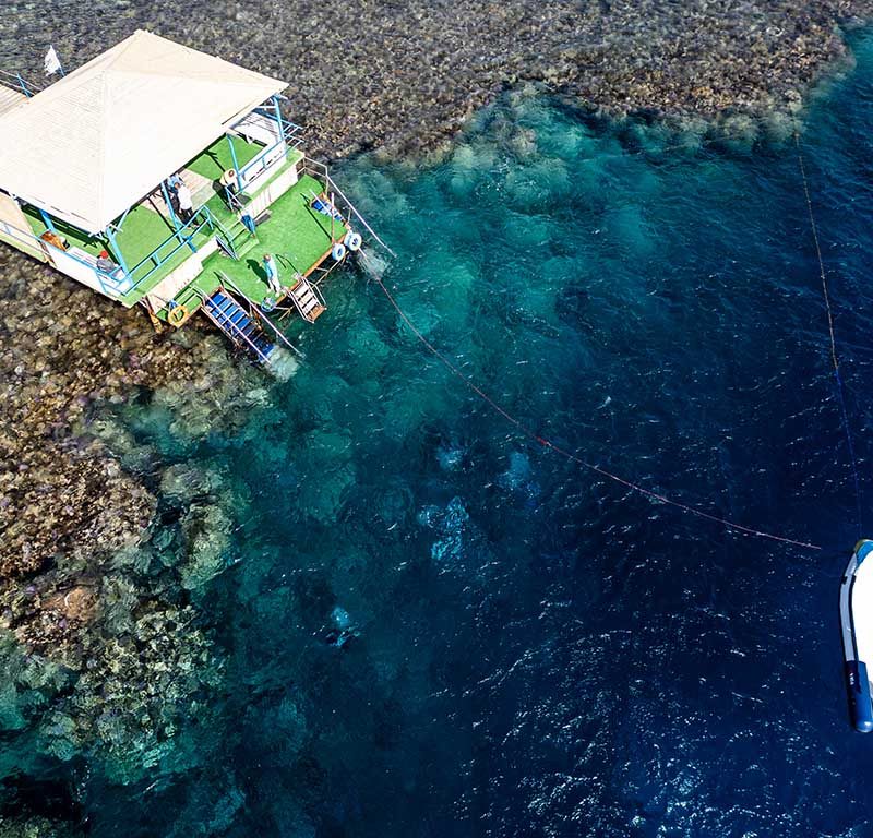 Ducks Diving Quesier