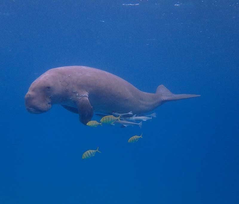 Dugong Dive Center