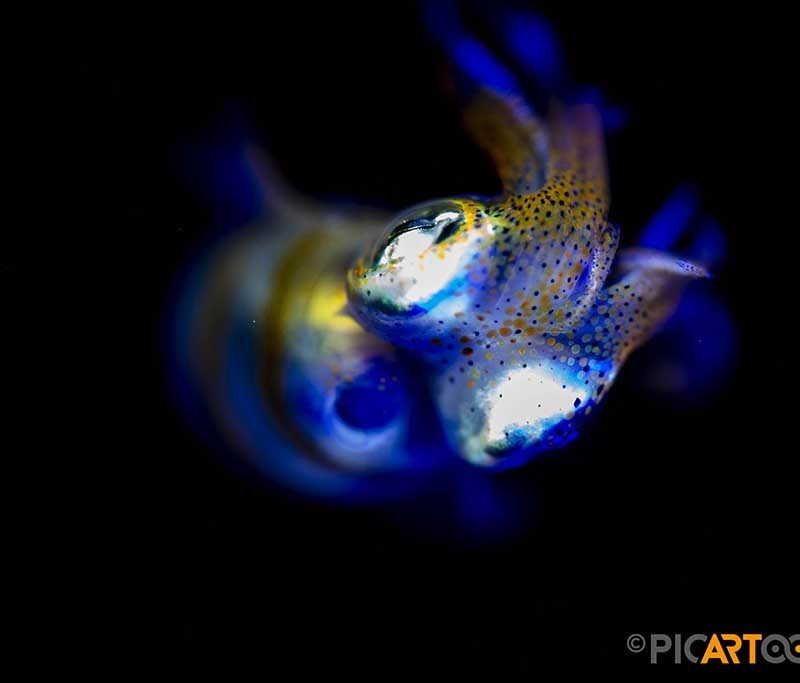 Easy Diving Tauchbasis - Sipalay