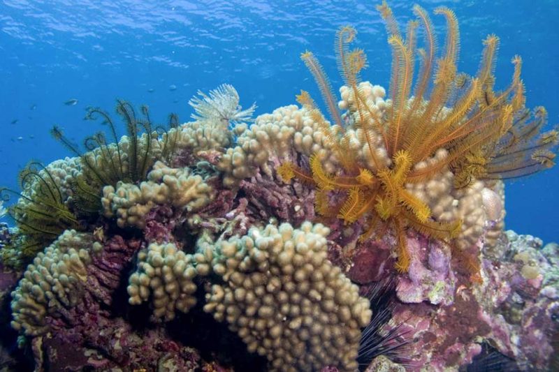Fort Young Dive