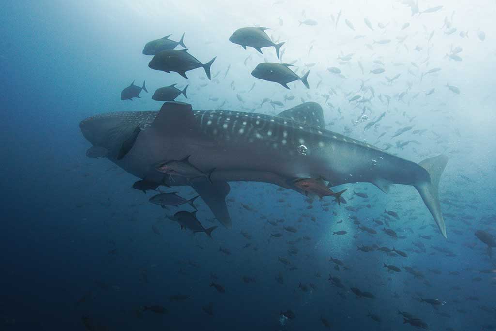 Galapagos_Rundreise_027 Galapagos_Rundreise_027