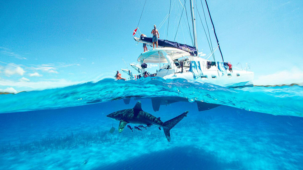 Shark Explorers Bahamas
