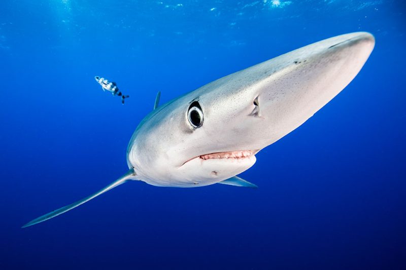 Tauchen an der Princess Alice Bank