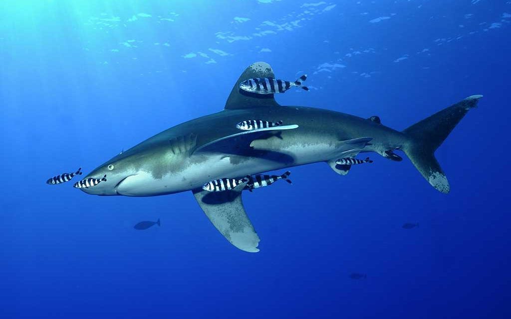 Infinity Diving Safari