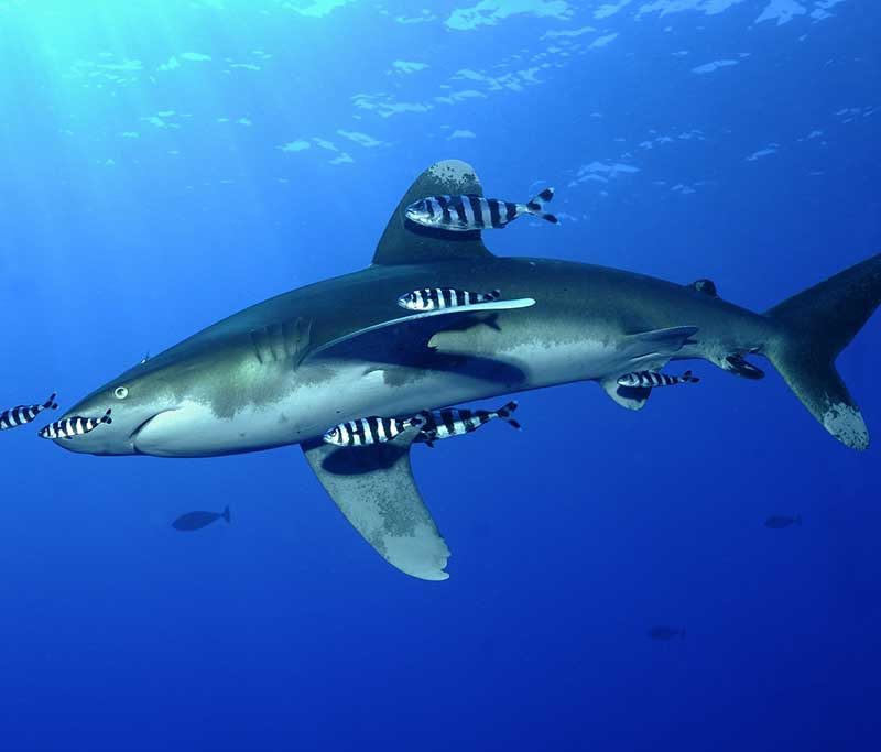 Infinity Diving Safari