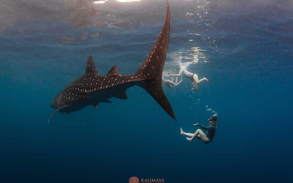 Kalimaya Dive Center