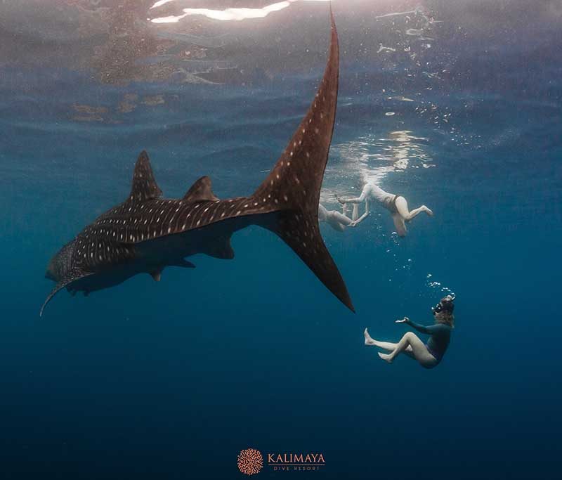 Kalimaya Dive Center