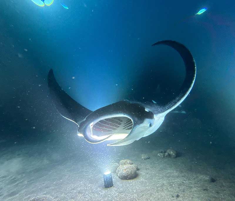 Dive & Sail - Kudarah