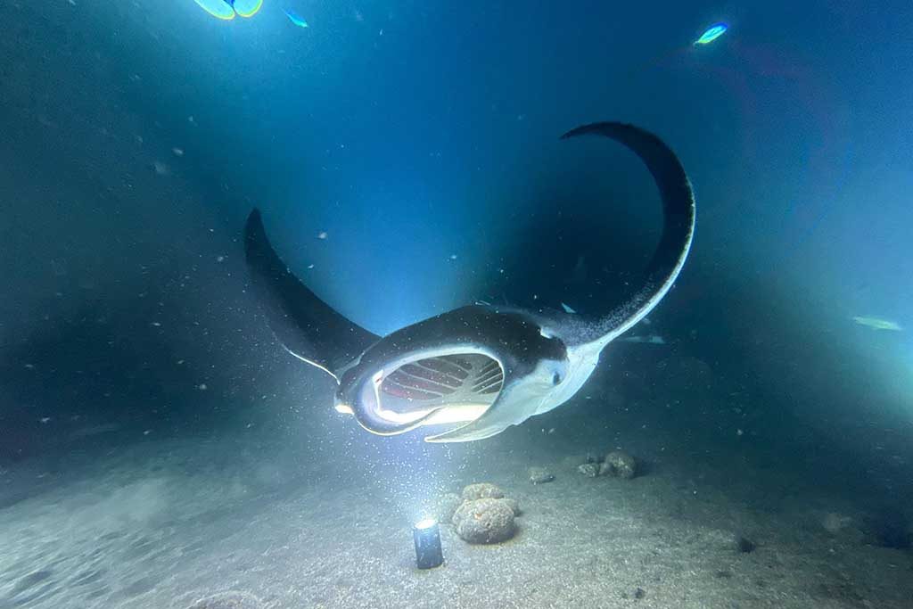 Dive & Sail - Kudarah