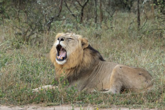 Lion SA Joe