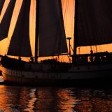 Lionel Baizeau Shell Pearl 15