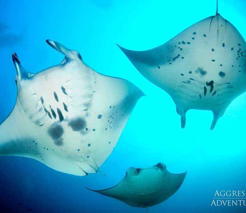 Maldives Aggressor II