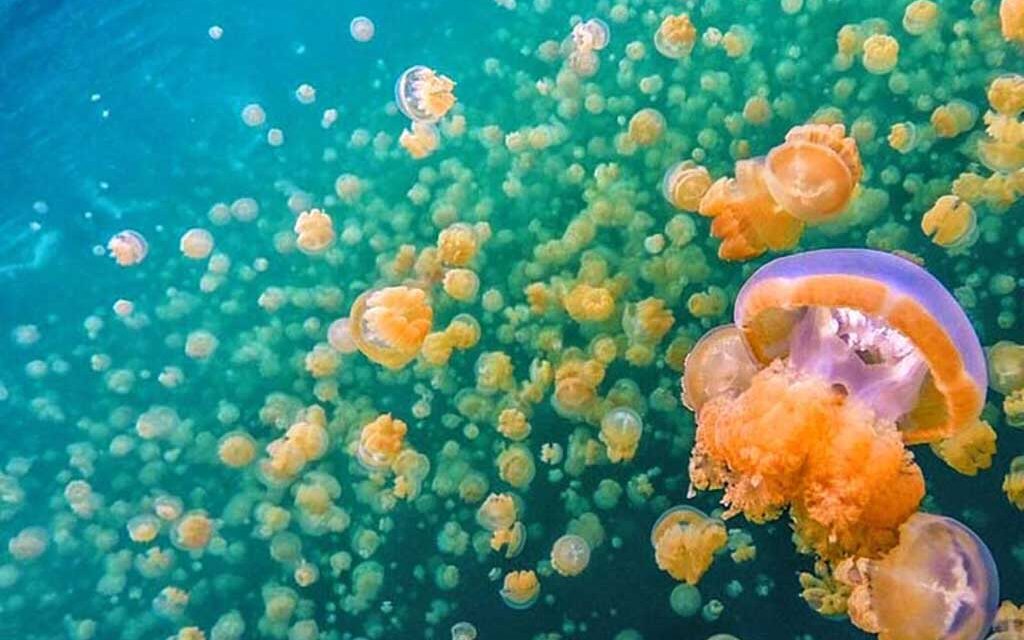 Maratua Paradise Tauchbasis