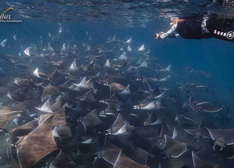 Nautilus Belle Amie - Sea of Cortez