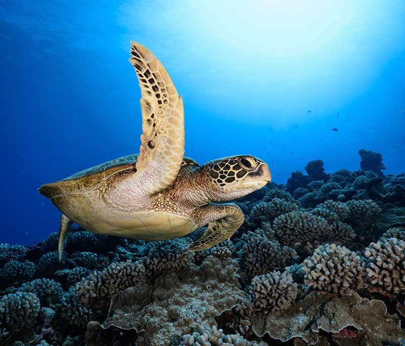 Nemo'z Diving Center Moorea