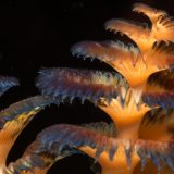 Newsletter 2025 Christmas Tree Worms