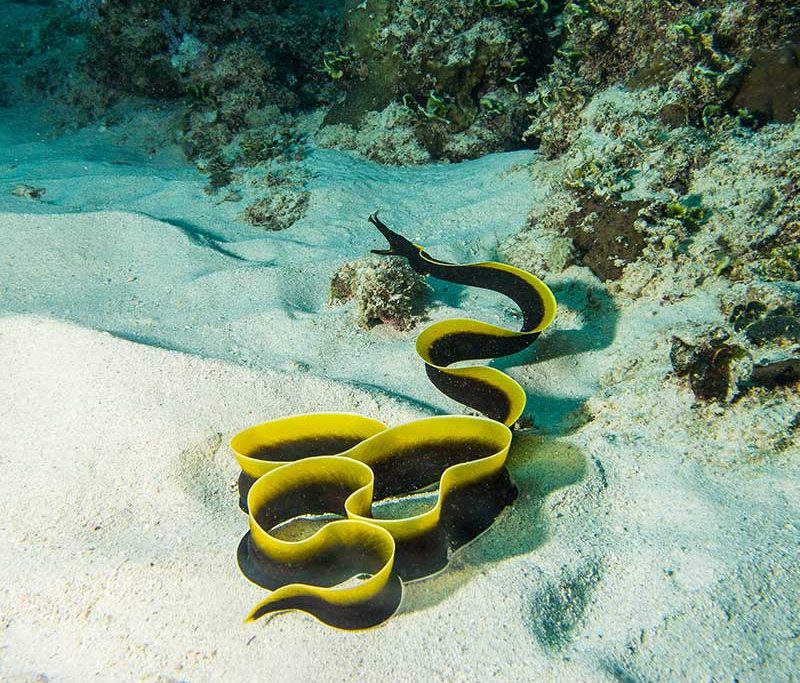 Ocean Spirit Diving Center