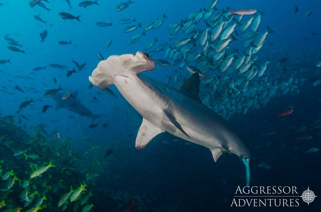 Okeanos Aggressor II