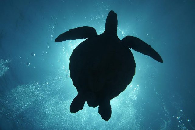 Pacific Divers Rarotonga 1