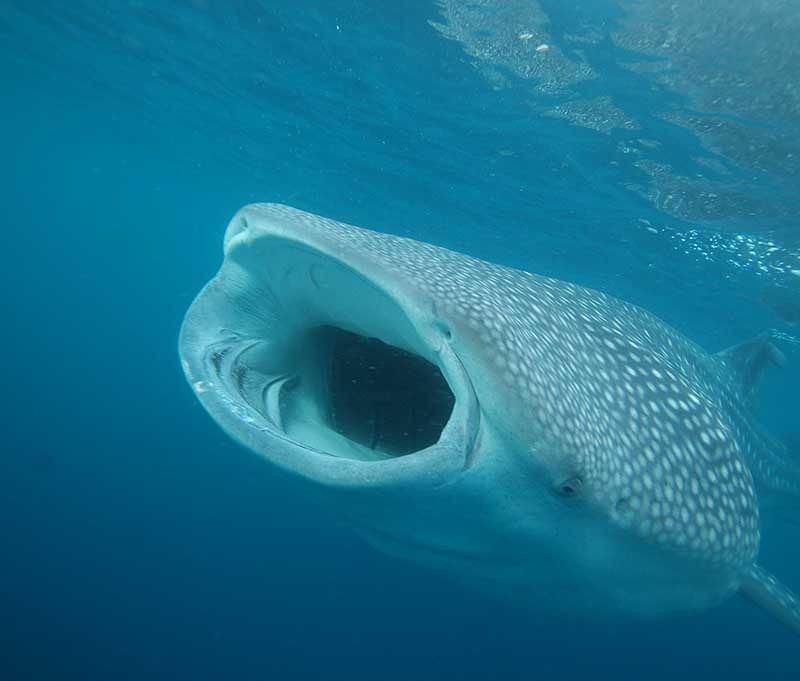 Pintuyan Dive Resort Tauchbasis