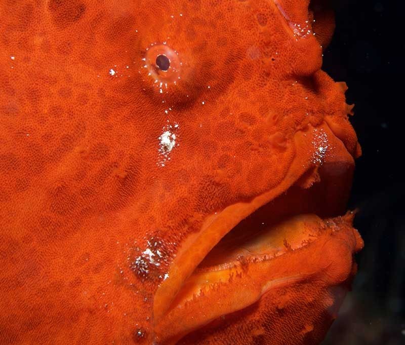 Prodivers Kuredu Island