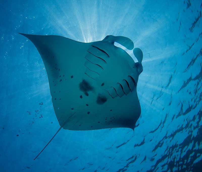 Prodivers Lily Beach