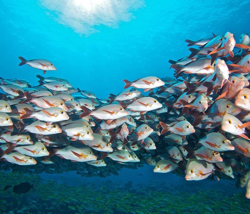 Prodivers Komandoo Island