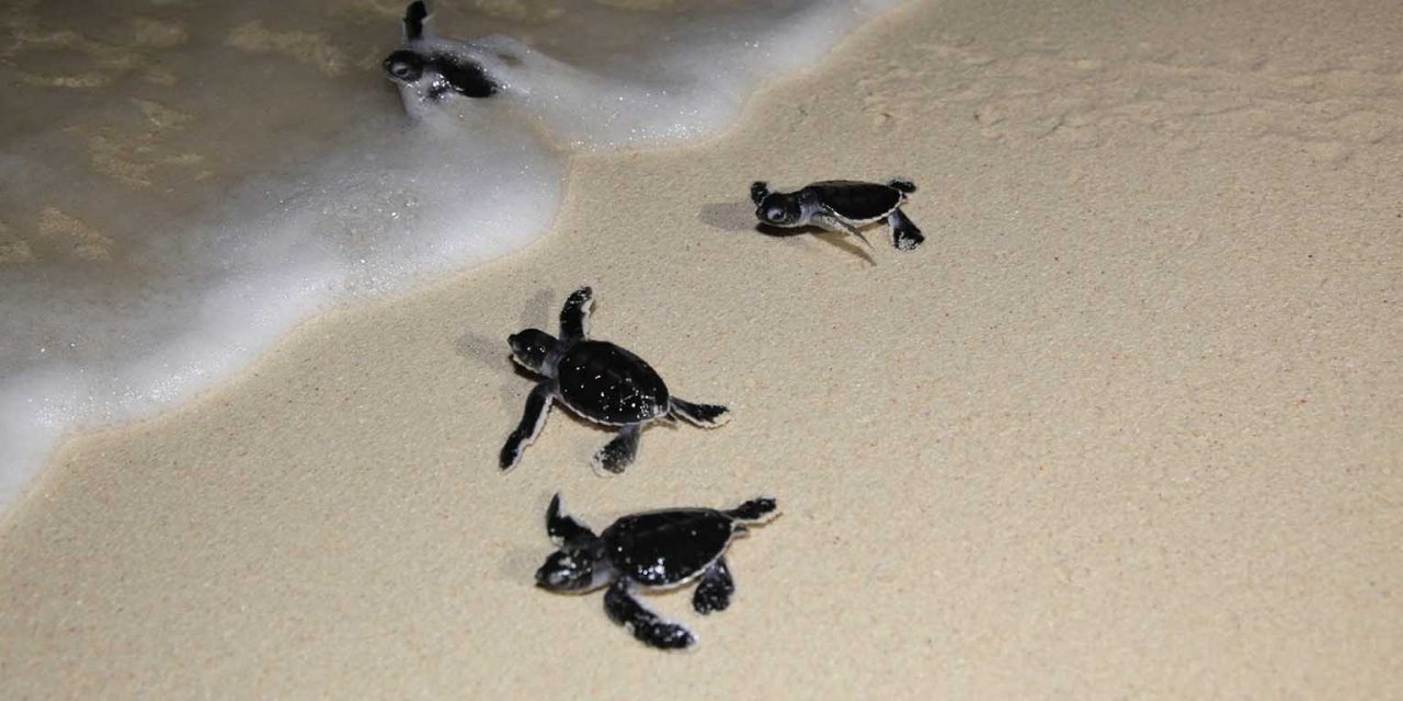 Sangalaki Dive Center