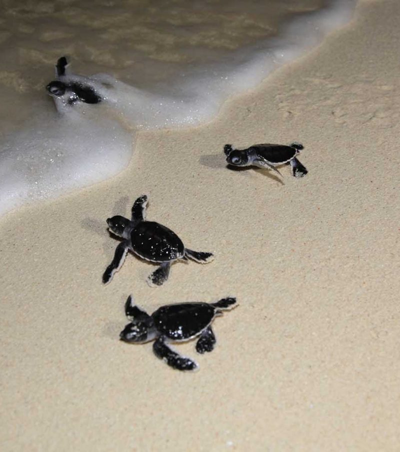 Sangalaki Dive Center